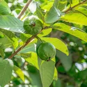GUAVA NECTAR