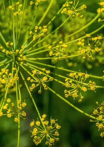 FENNEL SEED