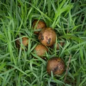 COCONUT LADOO