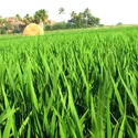 NAUBAHAR 5 KG