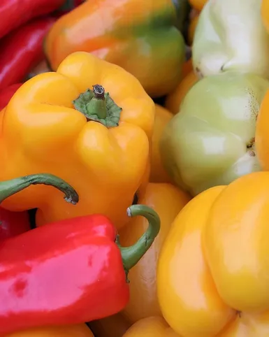 PAPRIKA SPAIN RED ROSE
