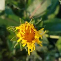 SUNFLOWER OIL 3 LTR