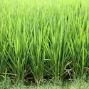 ROYAL UMBRELLA THAI RICE 5 KG