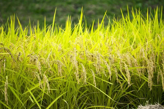 Rice and Related Products
