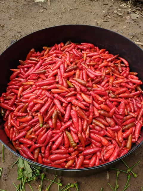 Spice (MASALE)