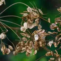 BROWN MUSTARD SEED