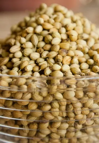 CORIANDER WHOLE GREEN