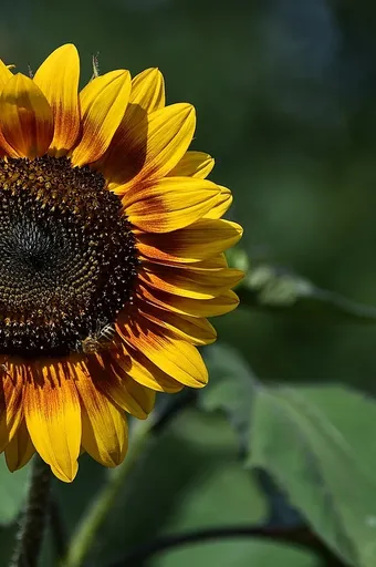 SUNFLOWER OIL 3 LTR