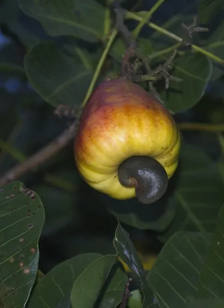SALTED CASHEW