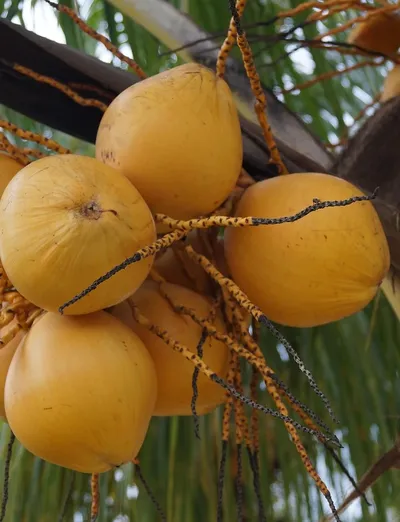 COCNUT MILK POWDER