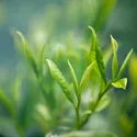 TOKLA TEA