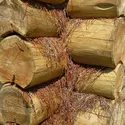 TIMUR CHOP