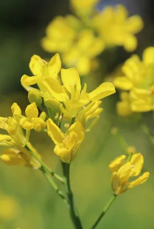 MUSTERD POWDER YELLOW