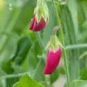 KABULICHANA
