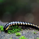 555 CHAKKI ATTA